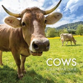 Cows Calendar 2018: 16 Month Calendar