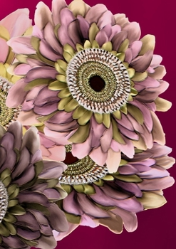 Paperback My Week Book: Mijn Week boek- Mon livre de la Semaine- Mein Wochenbuch- Il mio libro della- Settimana- Mi libro de la Semana Book