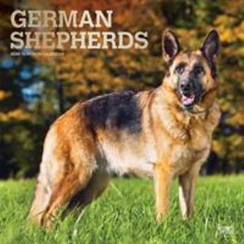 Calendar German Shepherds 2020 Square Foil Book