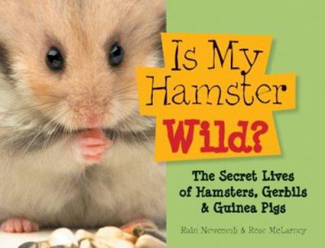 Hardcover Is My Hamster Wild?: The Secret Lives of Hamsters, Gerbils & Guinea Pigs Book