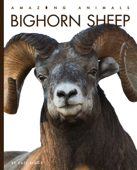 Paperback Bighorn Sheep Book