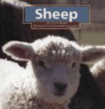Hardcover Sheep Book