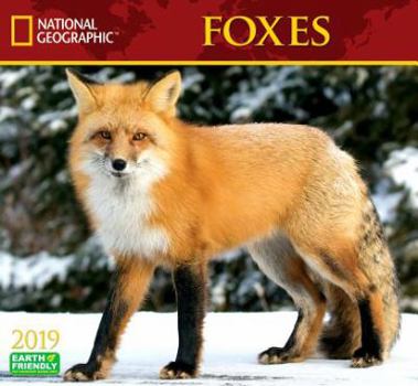 Calendar National Geographic Foxes 2019 Calendar Book