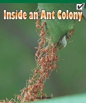 Paperback Inside an Ant Colony Book