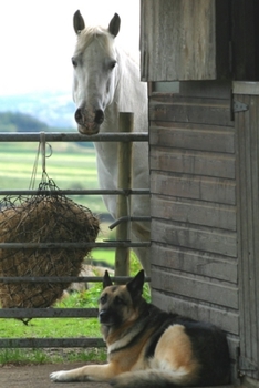 Paperback 2020 Daily Planner Horse Photo Equine Horse Dog 388 Pages: 2020 Planners Calendars Organizers Datebooks Appointment Books Agendas Book