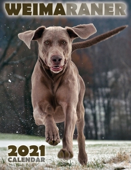 Paperback Weimaraner 2021 Calendar Book