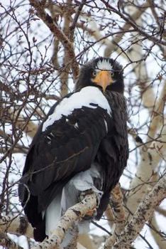 Paperback Magnificent Steller's Sea Eagle Bird of Prey Journal: 150 Page Lined Notebook/Diary Book