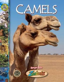 Camels