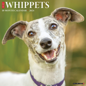 Calendar Just Whippets 2024 12 X 12 Wall Calendar Book