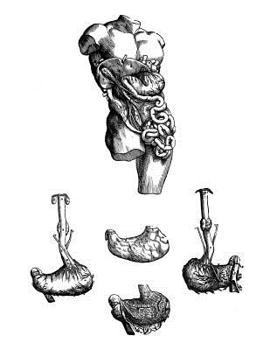 Anatomy Notebook: Stomach and Esophagus - Andreas Vesalius Anatomy Art College Ruled Notebook | 110 Pages (Andreas Vesalius White Cover)