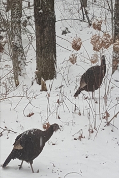 2020 Weekly Planner Winter Wild Turkeys Snowstorm 134 Pages: 2020 Planners Calendars Organizers Datebooks Appointment Books Agendas