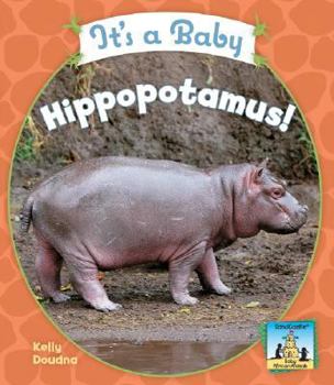 Library Binding It's a Baby Hippopotamus! Book