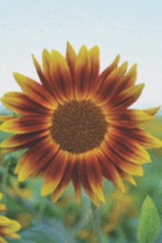 Journal: 150 Lined & Dated Pages, 6x9 Inches, Inspirational Orange & Yellow Sunflower, Diary & Notebook for Writing, Brainstorming, Note Taking for Work/Travel/Studying & More