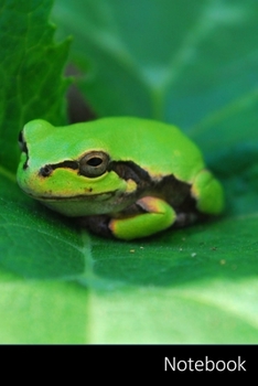 Notebook: Frog,  Tree Frogs,  Pumpkin Leaf,  Amphibians themed Notebook / Journal / Diary / Composition book / Daily Planner - 6 x 9 inches (15,24 x 22,86 cm), 150 pages, glossy finish.