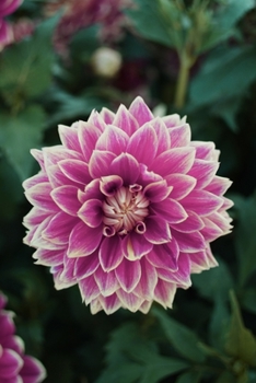 Journal: 150 Lined & Dated Pages, 6x9 Inches, Inspirational Pink/Purple Dahlia Flower, Diary & Notebook for Writing, Brainstorming, Note Taking for Work/Travel/Studying & More