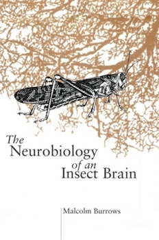 Hardcover Neurobiol Insect Brain C Book