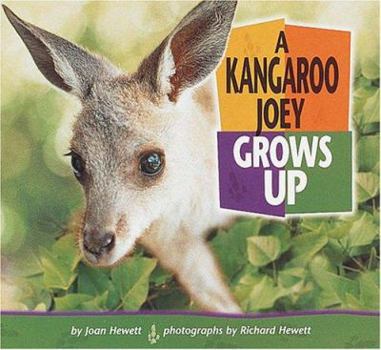 Paperback A Kangaroo Joey Grows Up Book