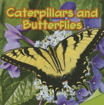 Paperback Caterpillars and Butterflies Book