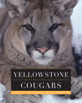 Hardcover Yellowstone Cougars: Ecology Before and During Wolf Restoration Book