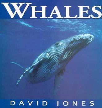 Hardcover Whales Book