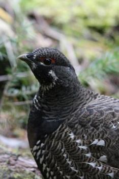 Paperback Alaska State Bird - Willow Ptarmigan Journal: 150 page lined notebook/diary Book