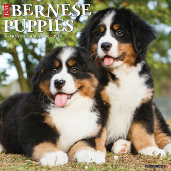 Calendar Just Bernese Mountain Puppies 2025 12 X 12 Wall Calendar Book