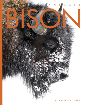 Bison - Book  of the Amazing Animals