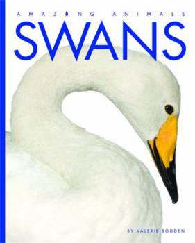 Hardcover Swans Book