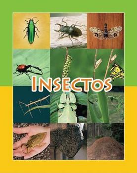 Paperback Insectos [Spanish] Book