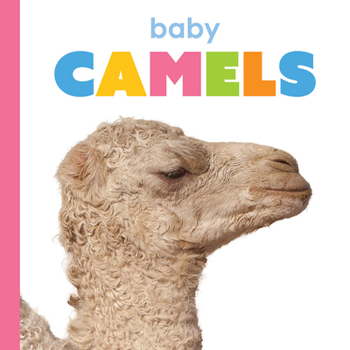 Paperback Baby Camels Book