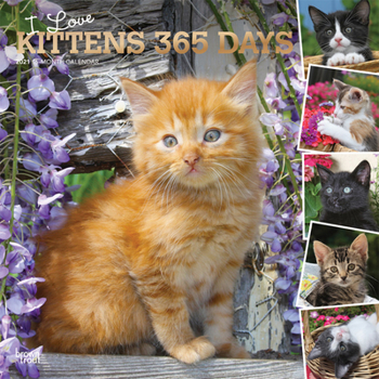 Calendar Kittens, I Love, 365 Days, 2021 Square Foil Book