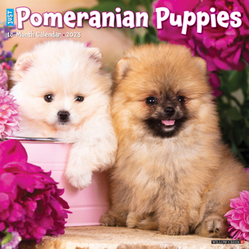 Calendar Just Pomeranian Puppies 2023 Wall Calendar Book