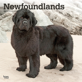 Calendar Newfoundlands 2021 Square Book