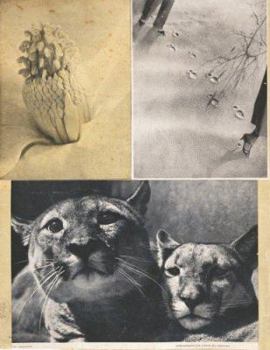 Hardcover Hannah Höch: Album, Limited Edition Book