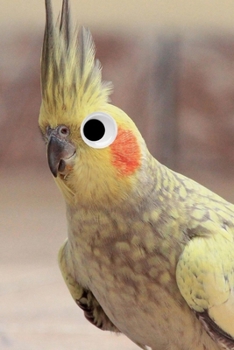 Googly Eye Cockatiel Journal: 100-page blank lined journal featuring a cockatiel with googly eyes