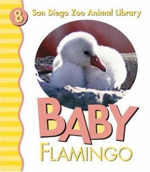 Board book Baby Flamingo Book