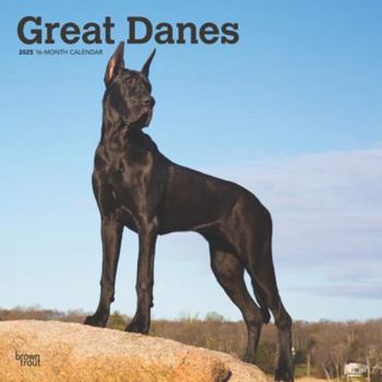 Calendar Great Danes 2025 12 X 24 Inch Monthly Square Wall Calendar Plastic-Free Book