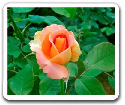 Garden Flowers Vocabulary Cards