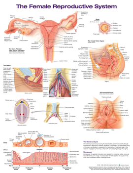 Wall Chart The Female Reproductive System Anatomical Chart Book