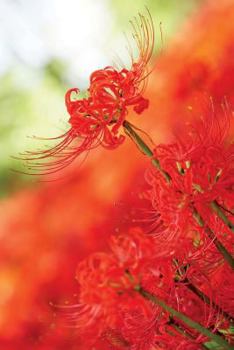 Red Spider Lily Journal: 150 Page Lined Notebook/Diary