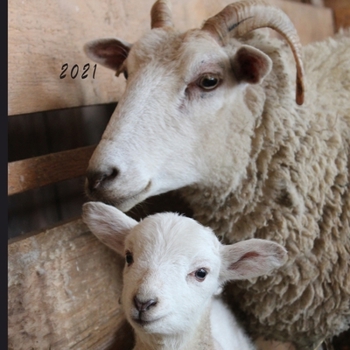 2021: Monthly Photo Calendar | January 2021 - December 2021 | Monthly Calendar with U.S./UK/ Canadian/Christian/Jewish/Muslim Holidays | Animal World Mom & Baby Photo Calendar