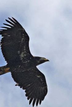 Paperback Raptors: Notebook Book