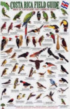 Pamphlet Mexico Butterflies Identification Guide (Laminated Foldout Pocket Field Guide) Book