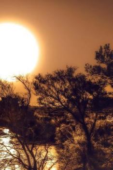 Birds Flying South Notebook