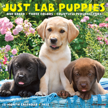 Calendar Just Lab Puppies 2023 Wall Calendar Book