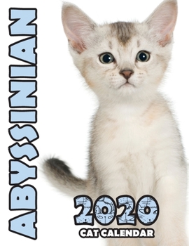 Abyssinian 2020 Cat Calendar