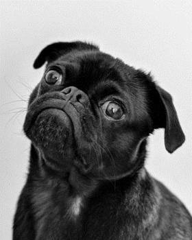 2020 Weekly Planner: 8" x 10" Dated Organizer and Dot Grid Journal 222 pages Black Pug Puppy Photograph Fun Pet Owner's Gift