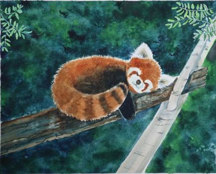Paperback Where Are You, Baby Red Panda? Book