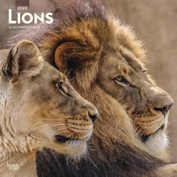 Calendar Lions 2020 Square Book