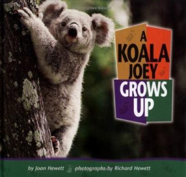 Library Binding A Koala Joey Grows Up Book